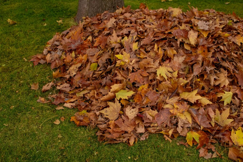 A vibrant pile of autumn leaves gathered on a lush green lawn, symbolizing the fall season.